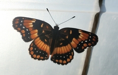 Chlosyne californica