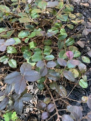 Loropetalum