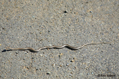 Psammophis crucifer