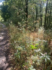 Chaerophyllum aureum