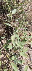 Salvia abrotanoides