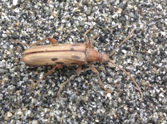 Ortholeptura valida