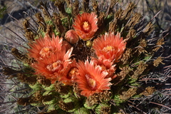 Ferocactus wislizeni