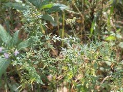 Chaerophyllum aureum