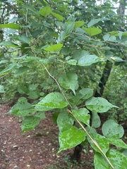Maclura pomifera