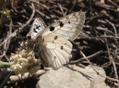 Parnassius smintheus