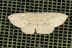 Cyclophora myrtaria