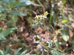 Chaerophyllum aureum