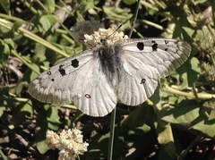 Parnassius smintheus