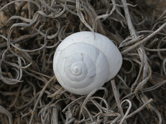 Sphincterochila candidissima