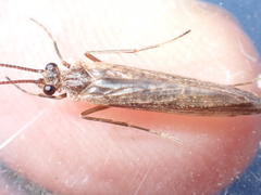Rhyacophiloidea