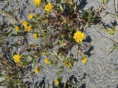 Grindelia stricta