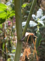 Chaerophyllum aureum