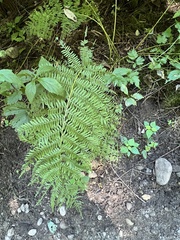 Athyrium angustum