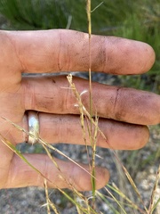 Pseudoroegneria spicata