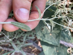 Pseudognaphalium macounii