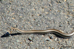 Psammophis crucifer