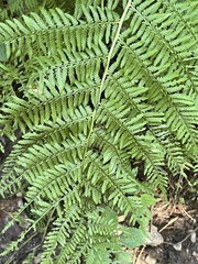 Athyrium angustum