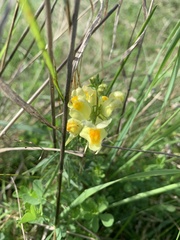 Linaria vulgaris
