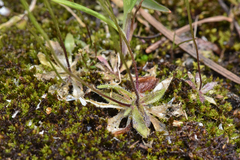 Draba verna