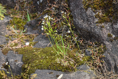 Draba verna