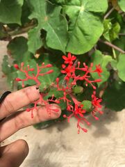 Jatropha podagrica