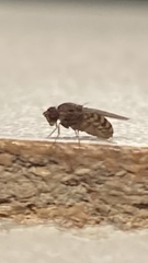 Drosophila repleta