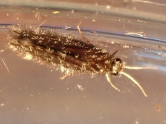 Hydroptilidae