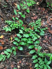 Aristolochia nelsonii