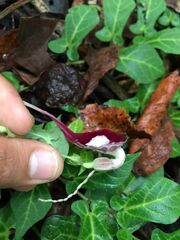 Aristolochia nelsonii