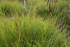 Distichlis spicata