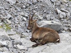 Capra ibex