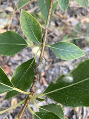 Euhexomyza schineri