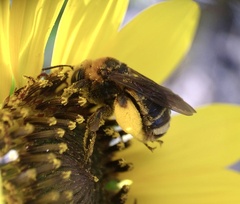 Svastra obliqua obliqua