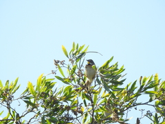 Schoeniophylax phryganophilus