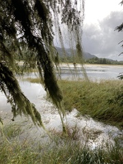 Alectoria sarmentosa