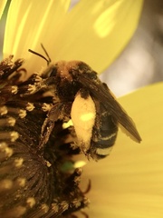 Svastra obliqua obliqua