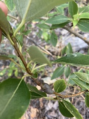 Euhexomyza schineri