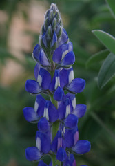 Lupinus cosentinii