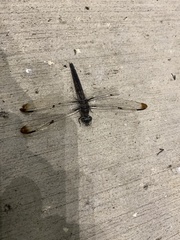 Odonata