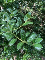 Ilex crenata