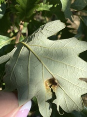 Aceria querci
