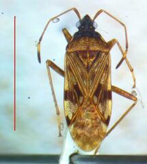 Lygaeoidea