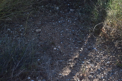 Callisaurus draconoides