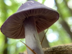 Cortinarius