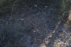 Callisaurus draconoides