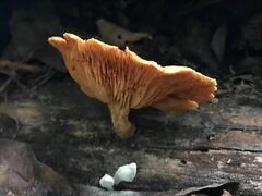Basidiomycota