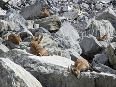 Capra ibex