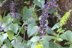 Salvia mexicana