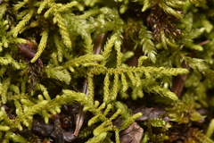 Claopodium